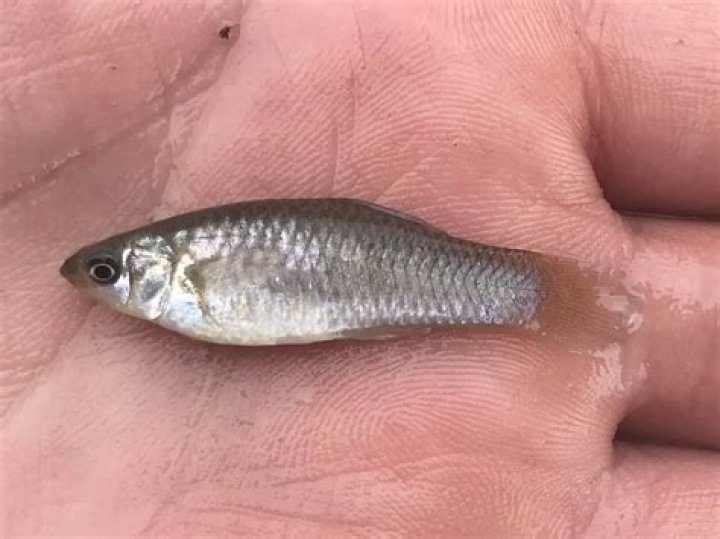 Molly Nobatt: The Rising Star Of Modern Entertainment